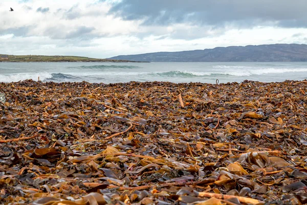 Φύκια που βρίσκονται στην παραλία Portnoo στην κομητεία Donegal, Ιρλανδία — Φωτογραφία Αρχείου