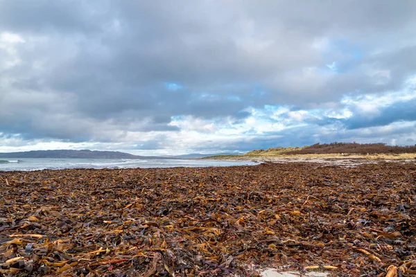 Sjögräs som ligger på stranden Portnoo i grevskapet Donegal, Irland — Stockfoto