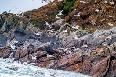 Huge amount of Seagulls feeding at the coast of Maghery in County Donegal during the storm- Ireland
