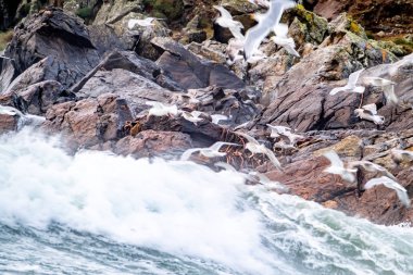 Huge amount of Seagulls feeding at the coast of Maghery in County Donegal during the storm- Ireland