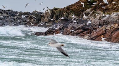 Huge amount of Seagulls feeding at the coast of Maghery in County Donegal during the storm- Ireland