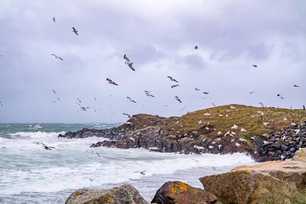 Riesige Menge Möwen, die sich während des Unwetters an der Küste von Maghery im County Donegal ernähren — Stockfoto