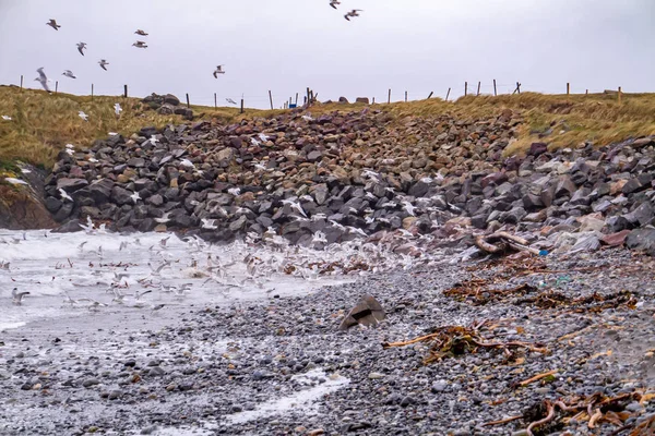 Enorme quantidade de gaivotas alimentando-se na costa de Maghery no Condado de Donegal durante a tempestade Irlanda — Fotografia de Stock