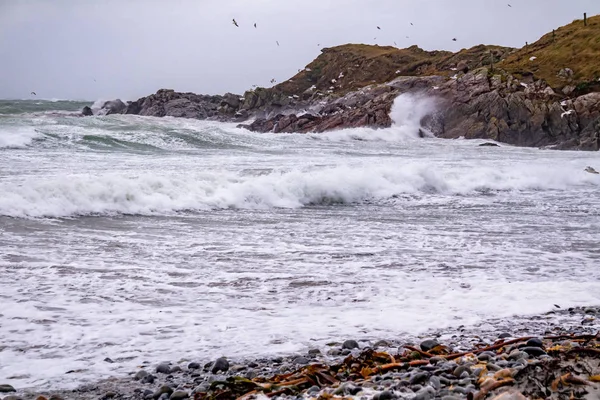 Hatalmas mennyiségű sirály táplálkozik Maghery partjainál Donegal megyében a vihar alatt - Írország — Stock Fotó