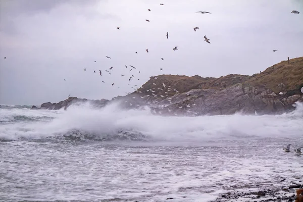 Riesige Menge Möwen, die sich während des Unwetters an der Küste von Maghery im County Donegal ernähren — Stockfoto