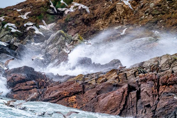 Gran cantidad de gaviotas alimentándose en la costa de Maghery en el Condado de Donegal durante la tormenta Irlanda —  Fotos de Stock