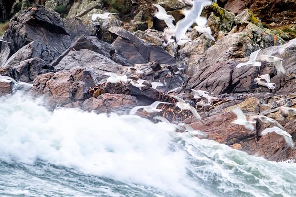 Gran cantidad de gaviotas alimentándose en la costa de Maghery en el Condado de Donegal durante la tormenta Irlanda —  Fotos de Stock