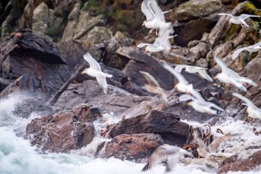 Huge amount of Seagulls feeding at the coast of Maghery in County Donegal during the storm- Ireland
