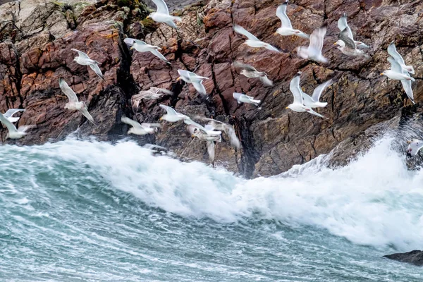 Τεράστια ποσότητα γλάρων που τρέφονται στις ακτές του Maghery στην κομητεία Donegal κατά τη διάρκεια της καταιγίδας- Ιρλανδία — Φωτογραφία Αρχείου