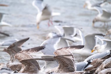 Huge amount of Seagulls feeding at the coast of Maghery in County Donegal during the storm- Ireland