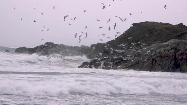 Gran cantidad de gaviotas alimentándose en la costa de Maghery en el Condado de Donegal durante la tormenta Irlanda — Vídeos de Stock