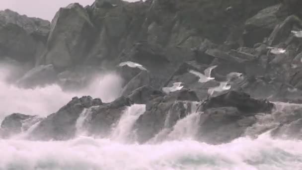 Огромное количество чаек кормят на побережье Магери в графстве Донегал во время шторма - Ирландия — стоковое видео