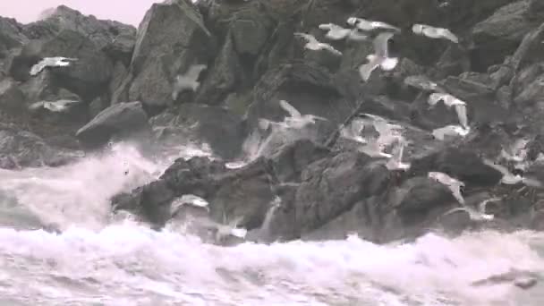 Gran cantidad de gaviotas alimentándose en la costa de Maghery en el Condado de Donegal durante la tormenta Irlanda — Vídeos de Stock