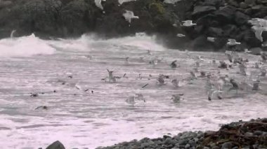 Huge amount of Seagulls feeding at the coast of Maghery in County Donegal during the storm- Ireland