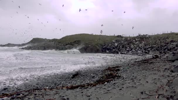 Obrovské množství racků krmení na pobřeží Maghery v hrabství Donegal během bouřky- Irsko — Stock video