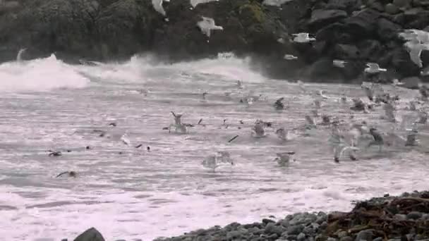 Enorme quantidade de gaivotas alimentando-se na costa de Maghery no Condado de Donegal durante a tempestade Irlanda — Vídeo de Stock