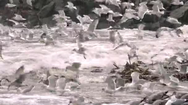 Gran cantidad de gaviotas alimentándose en la costa de Maghery en el Condado de Donegal durante la tormenta Irlanda — Vídeos de Stock