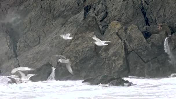 Obrovské množství racků krmení na pobřeží Maghery v hrabství Donegal během bouřky- Irsko — Stock video
