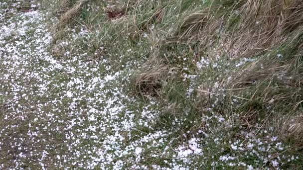 Granizo blanco enorme en un césped verde al lado de la calle — Vídeos de Stock