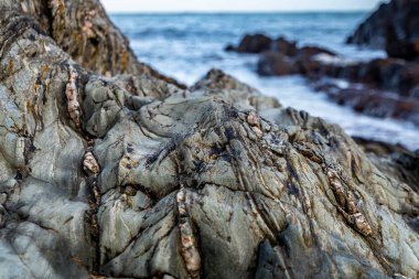 Inishowen, County Donegal 'deki Kinnagoe Körfezi' nde renkli taşlardan oluşan olağanüstü bir seçim var.