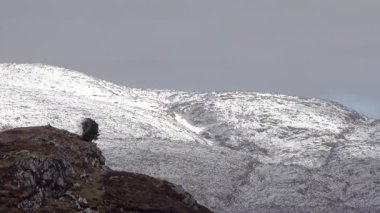 Donegal 'in en yüksek dağı olan Errigal Dağı' na yakın olan yalnız ağacın zaman aralığı - İrlanda