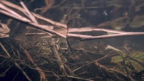 Torrente de turberas subacuáticas con raíces de árboles y arbustos — Vídeos de Stock