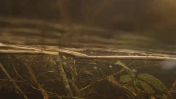 Torrente de turberas subacuáticas con raíces de árboles y arbustos — Vídeos de Stock