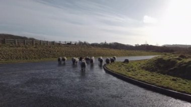 Donegal, İrlanda 'da koyun sürüsü karşıdan karşıya geçiyor.