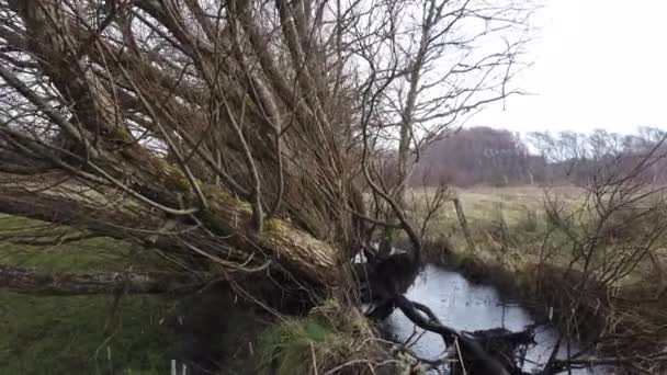 Storm ontwortelende boom in de Hailstorm — Stockvideo