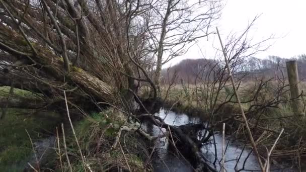 Storm albero sradicamento nella grandinata — Video Stock