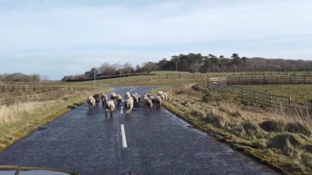Herd of sheep steekt straat over in Donegal - Ierland — Stockvideo