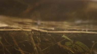 Ağaçların ve çalıların kökleriyle sualtı peatbataklığı deresi