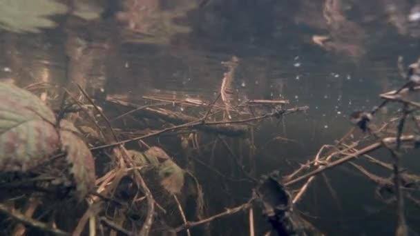 Подводный торфяной поток с корнями деревьев и кустарников — стоковое видео