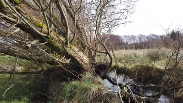 Storm albero sradicamento nella grandinata — Video Stock