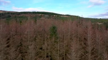 County Donegal, İrlanda 'daki Glenties kasabasının yakınındaki ölen ormanın yanında uçuyor.