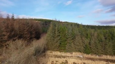 County Donegal, İrlanda 'daki Glenties kasabasının yakınındaki ölen ormanın yanında uçuyor.