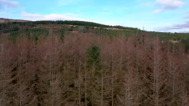 Volando junto al bosque moribundo cerca de la ciudad de Glenties en el Condado de Donegal - Irlanda — Vídeo de stock