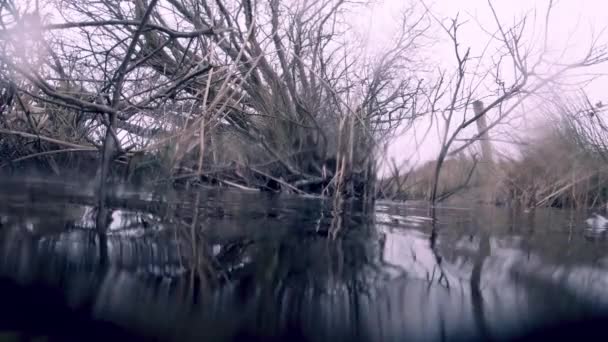 Torbiera subacquea con radici di alberi e cespugli — Video Stock