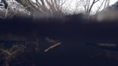 Ağaçların ve çalıların kökleriyle sualtı peatbataklığı deresi