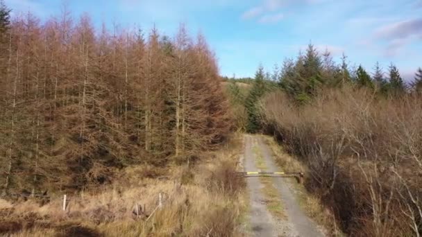 Volando junto al bosque moribundo cerca de la ciudad de Glenties en el Condado de Donegal - Irlanda — Vídeo de stock