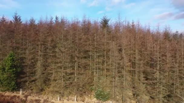 Voando ao lado de floresta moribunda perto da cidade Glenties no Condado de Donegal - Irlanda — Vídeo de Stock