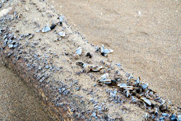 Małże na dryfującym drewnie na plaży Atlantic w zimie — Zdjęcie stockowe