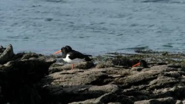 Donegal, İrlanda 'da kayaların üzerinde duran istiridye avcıları