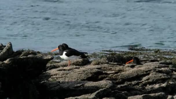 Oyster Catchers de pé sobre rochas no Condado de Donegal - Irlanda — Vídeo de Stock