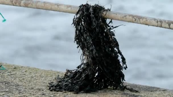 Algas penduradas no caminho de ferro no porto em County Donegal, Irlanda — Vídeo de Stock