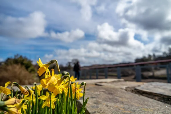 Ardara stad narcissi i blom under Corona utbrott — Stockfoto