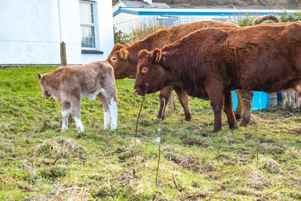 Familia de vacas en un campo verde en el Condado de Donegal - Irlanda — Foto de Stock