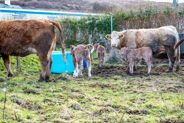 Familia de vacas en un campo verde en el Condado de Donegal - Irlanda — Foto de Stock