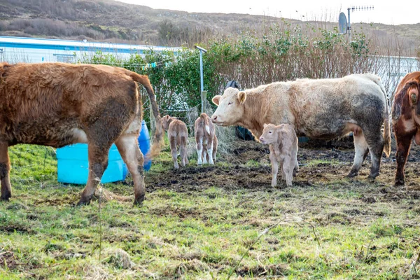 Familia de vacas en un campo verde en el Condado de Donegal - Irlanda — Foto de Stock