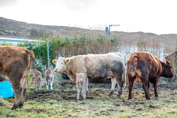 Familia de vacas en un campo verde en el Condado de Donegal - Irlanda — Foto de Stock